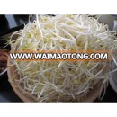 IQF Frozen Bean Sprouts For Hot Sale High Quality