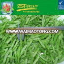 Frozen Good Quality green coffee beans